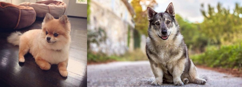 Swedish Vallhund vs Pomeranian - Breed Comparison
