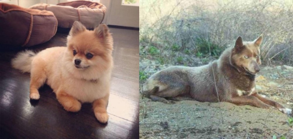 Tahltan Bear Dog vs Pomeranian - Breed Comparison
