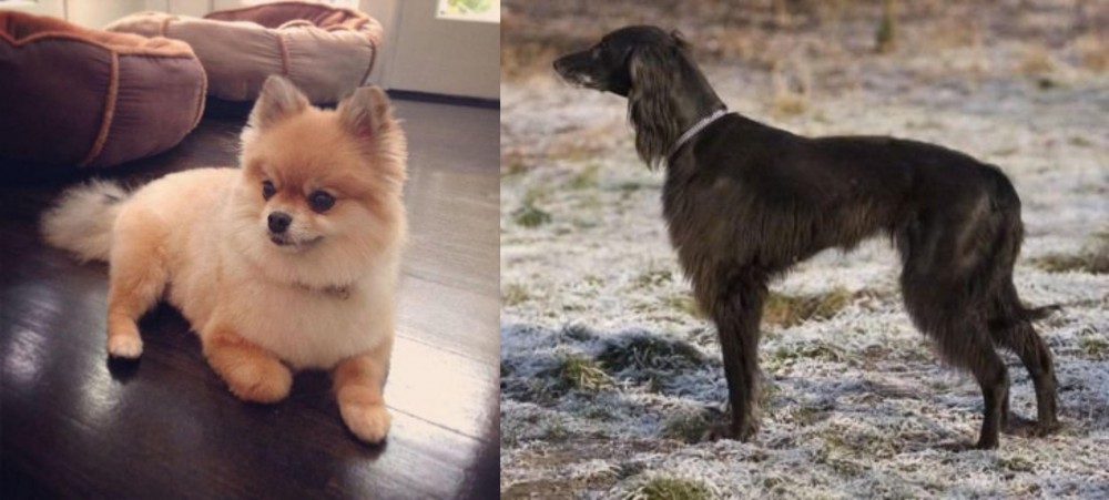 Taigan vs Pomeranian - Breed Comparison
