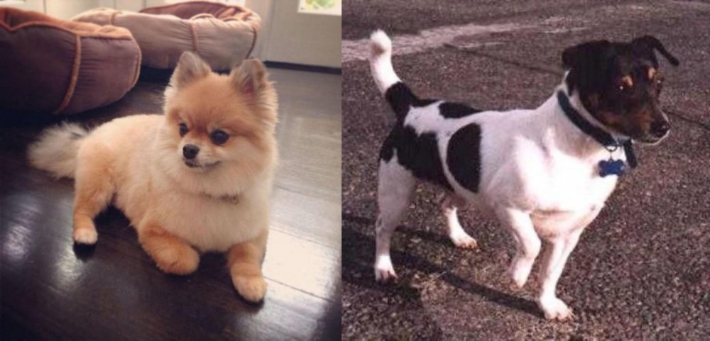 Teddy Roosevelt Terrier vs Pomeranian - Breed Comparison