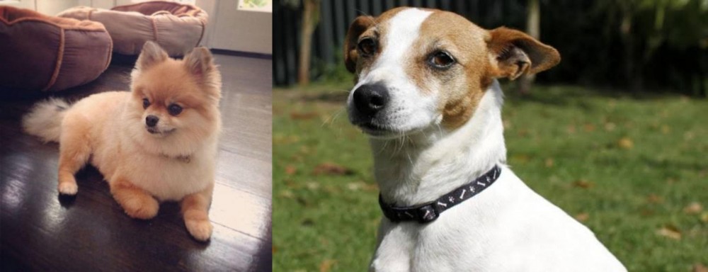 Tenterfield Terrier vs Pomeranian - Breed Comparison