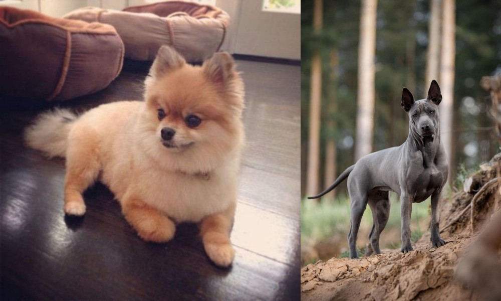 Thai Ridgeback vs Pomeranian - Breed Comparison