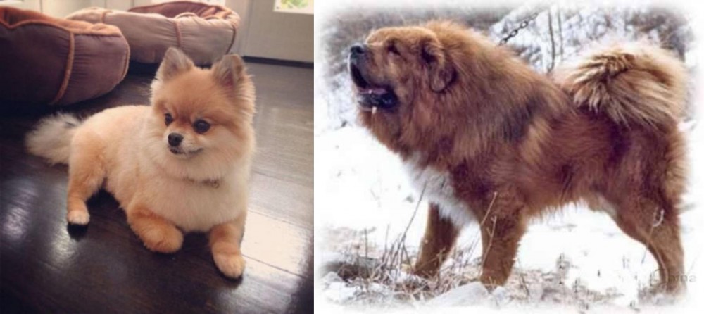 Tibetan Kyi Apso vs Pomeranian - Breed Comparison