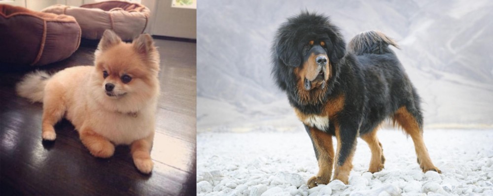 Tibetan Mastiff vs Pomeranian - Breed Comparison