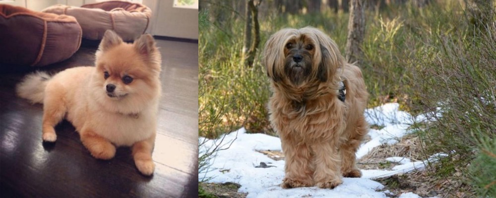 Tibetan Terrier vs Pomeranian - Breed Comparison