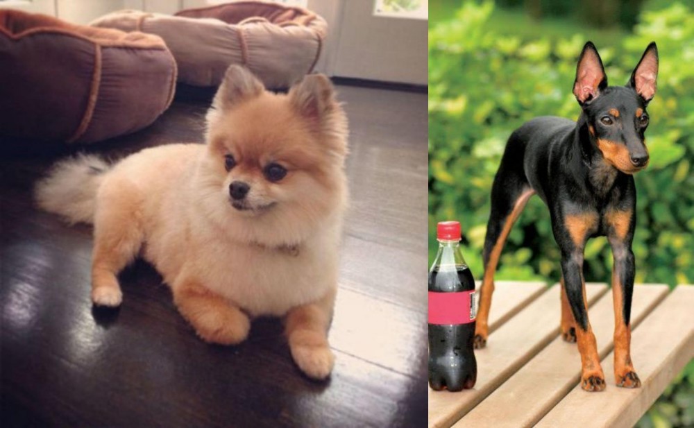 Toy Manchester Terrier vs Pomeranian - Breed Comparison
