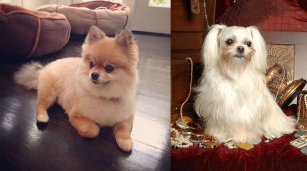 Toy Mi-Ki vs Pomeranian - Breed Comparison