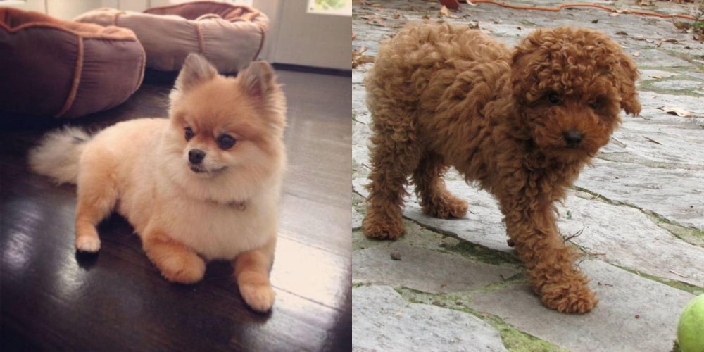 Toy Poodle vs Pomeranian - Breed Comparison