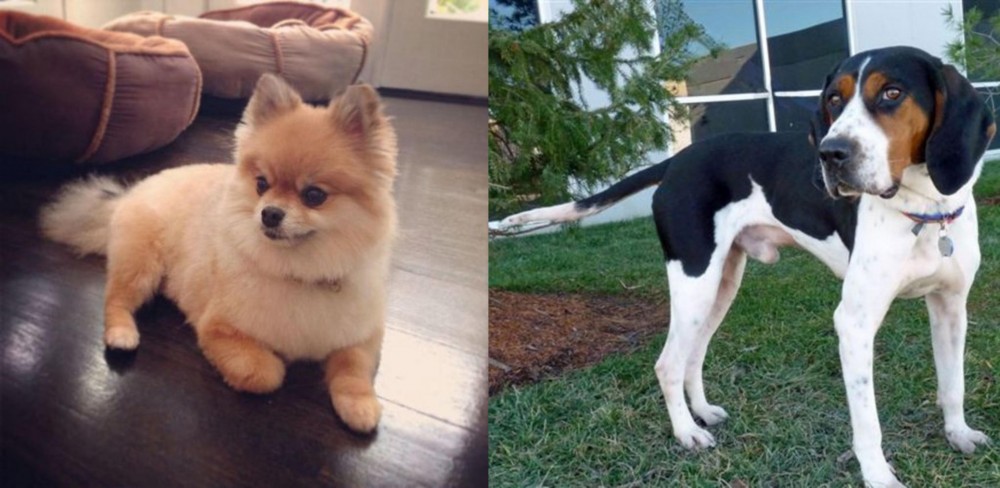 Treeing Walker Coonhound vs Pomeranian - Breed Comparison
