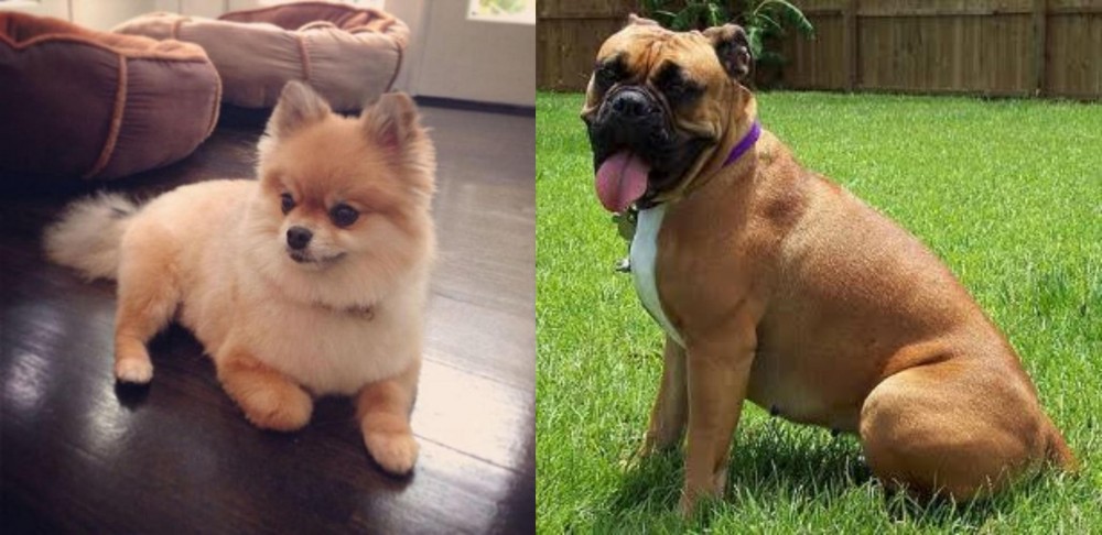 Valley Bulldog vs Pomeranian - Breed Comparison
