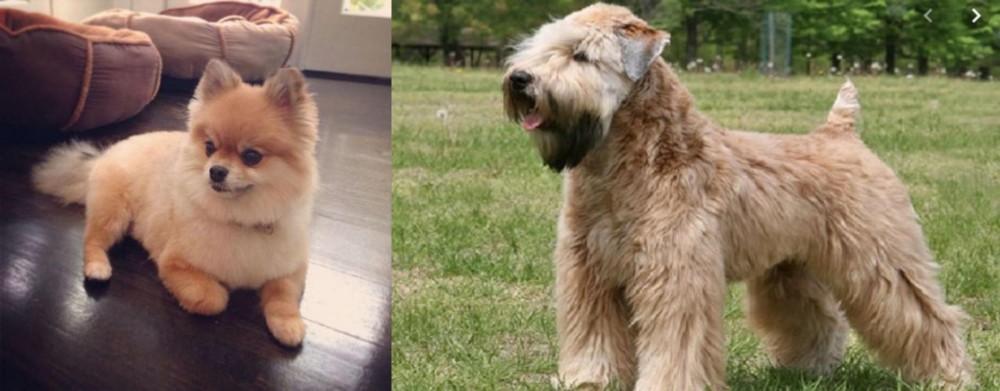 Wheaten Terrier vs Pomeranian - Breed Comparison