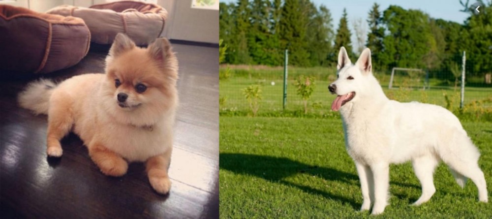 White Shepherd vs Pomeranian - Breed Comparison