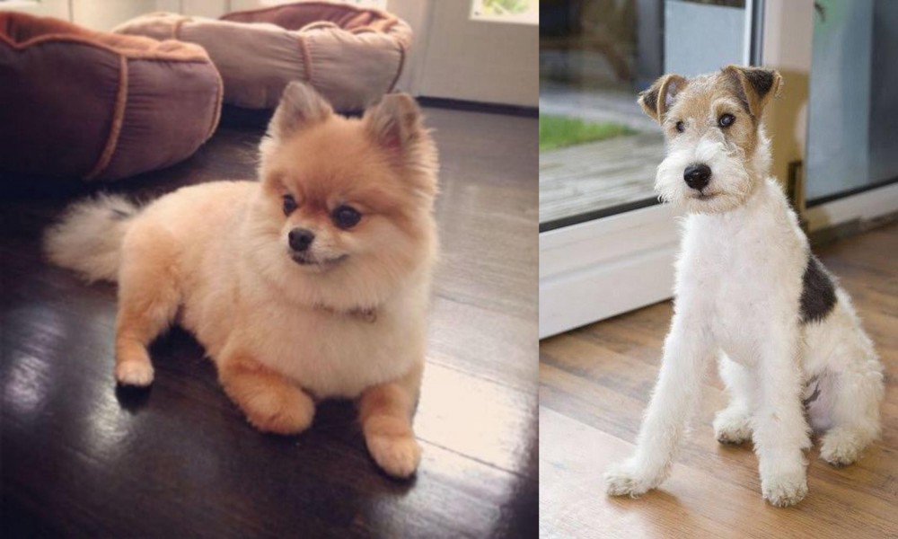 Wire Fox Terrier vs Pomeranian - Breed Comparison