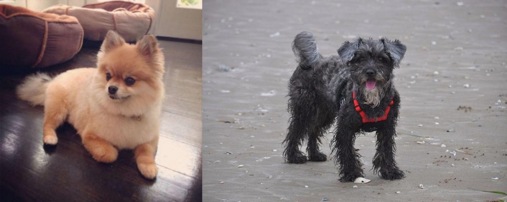 YorkiePoo vs Pomeranian - Breed Comparison