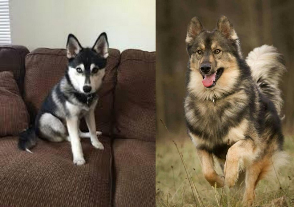 Native American Indian Dog vs Pomsky - Breed Comparison