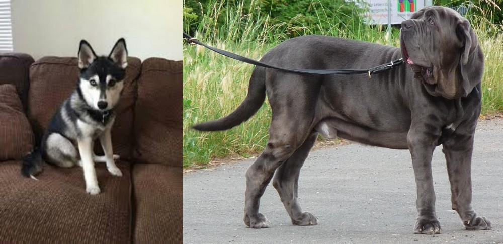Neapolitan Mastiff vs Pomsky - Breed Comparison