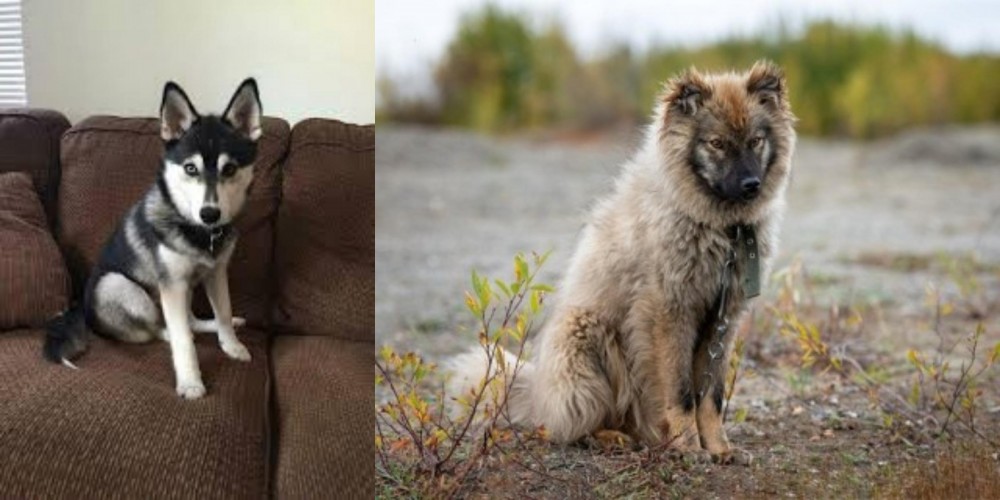 Nenets Herding Laika vs Pomsky - Breed Comparison