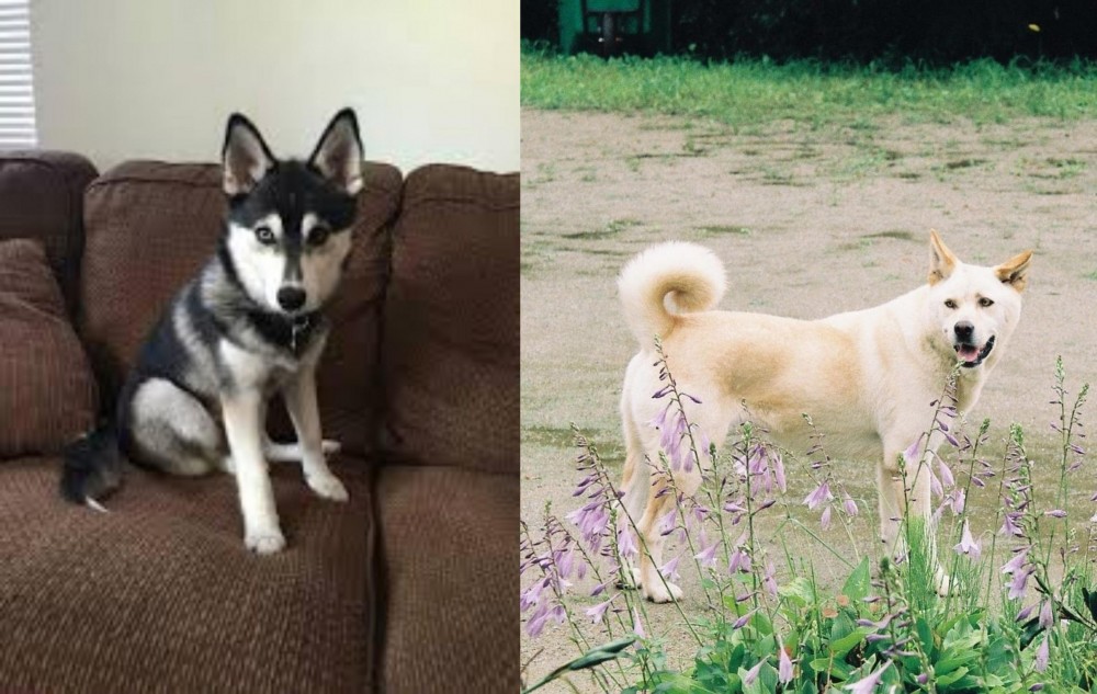 Pungsan Dog vs Pomsky - Breed Comparison
