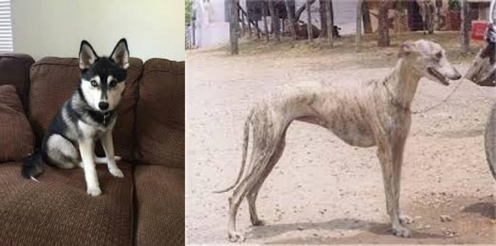 Rampur Greyhound vs Pomsky - Breed Comparison
