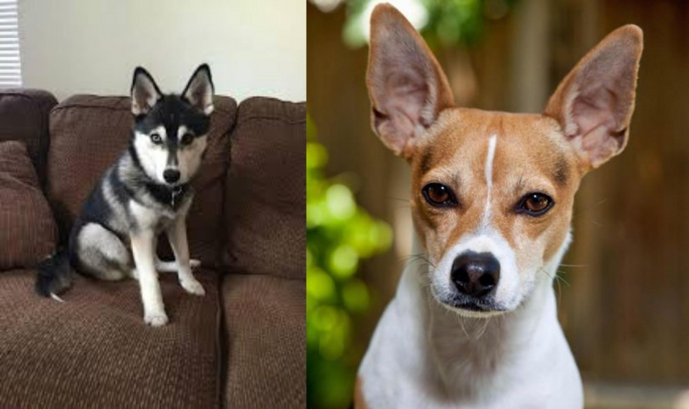 Rat Terrier vs Pomsky - Breed Comparison