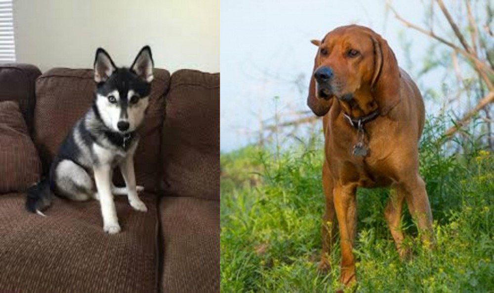 Redbone Coonhound vs Pomsky - Breed Comparison