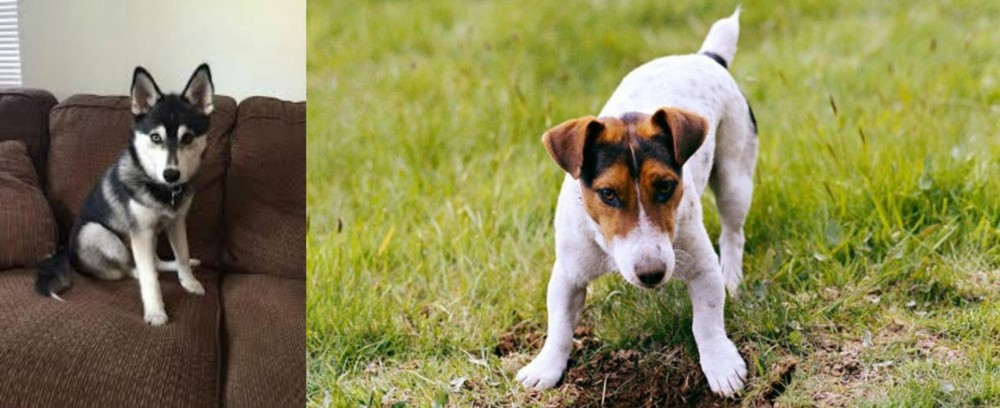 Russell Terrier vs Pomsky - Breed Comparison