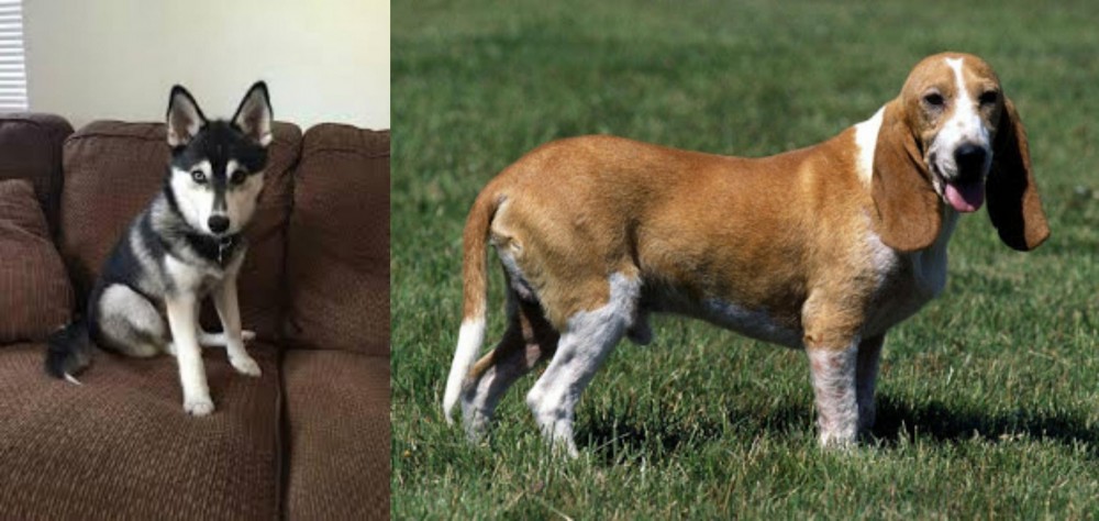 Schweizer Niederlaufhund vs Pomsky - Breed Comparison