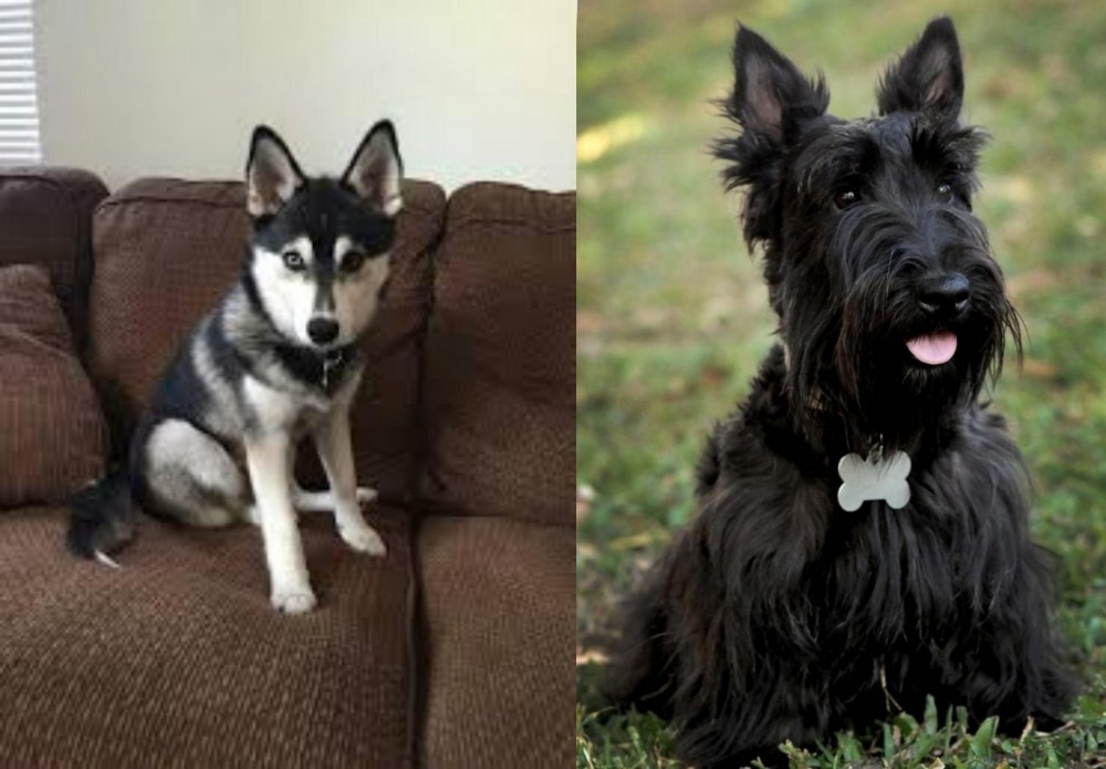Scoland Terrier vs Pomsky - Breed Comparison