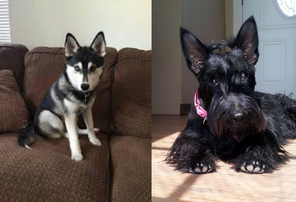 Scottish Terrier vs Pomsky - Breed Comparison