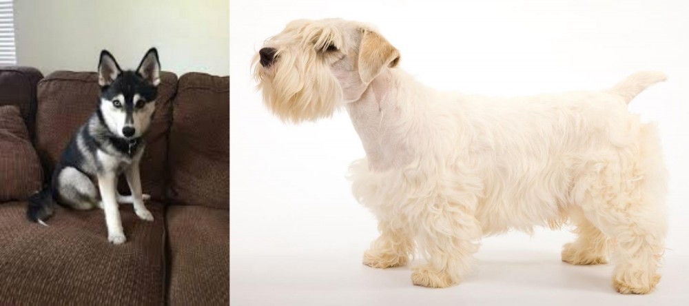Sealyham Terrier vs Pomsky - Breed Comparison