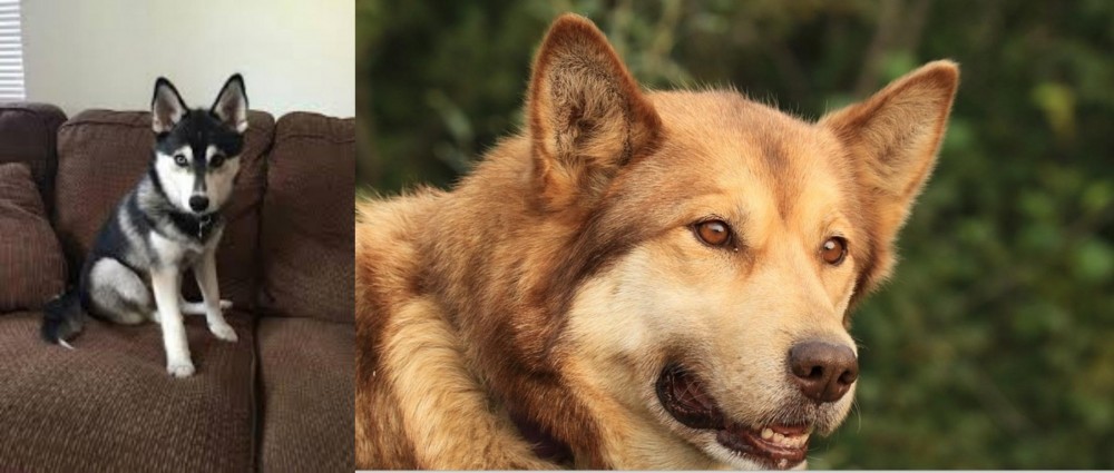 Seppala Siberian Sleddog vs Pomsky - Breed Comparison