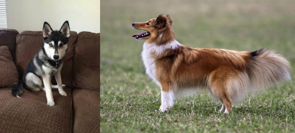 Shetland Sheepdog vs Pomsky - Breed Comparison