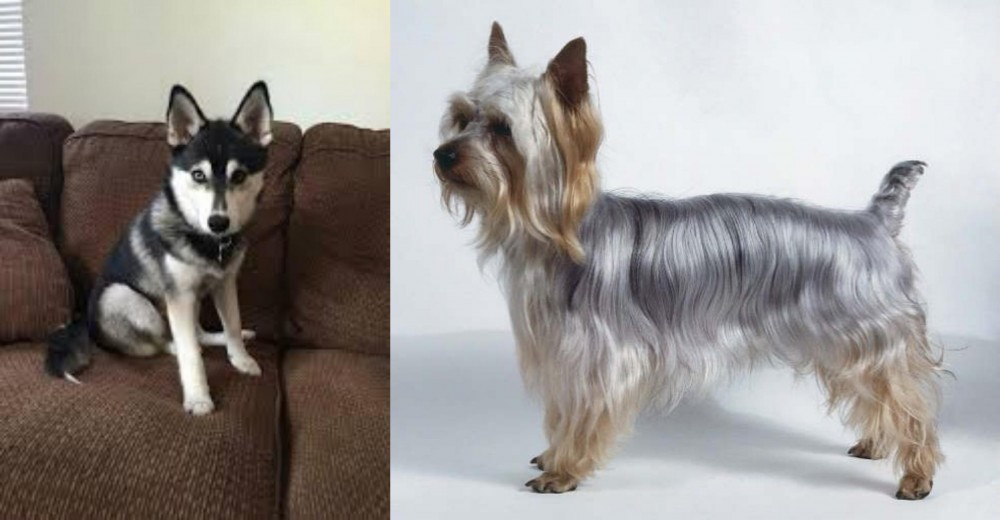 Silky Terrier vs Pomsky - Breed Comparison