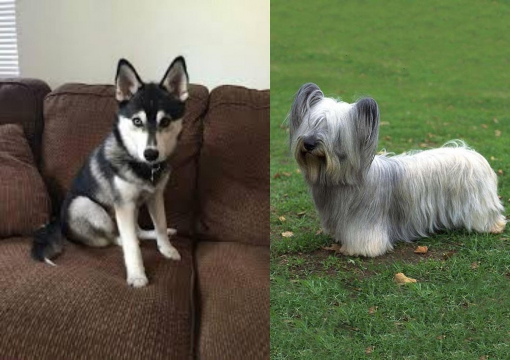 Skye Terrier vs Pomsky - Breed Comparison