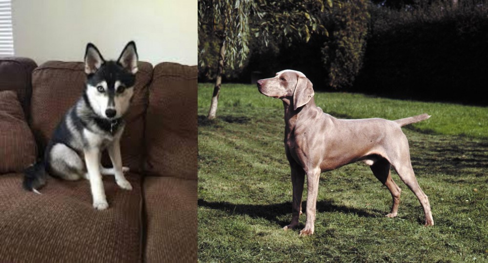 Smooth Haired Weimaraner vs Pomsky - Breed Comparison