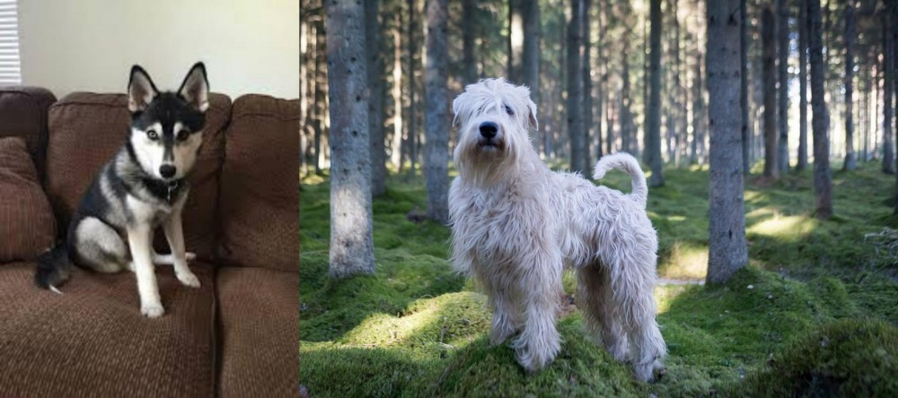 Soft-Coated Wheaten Terrier vs Pomsky - Breed Comparison
