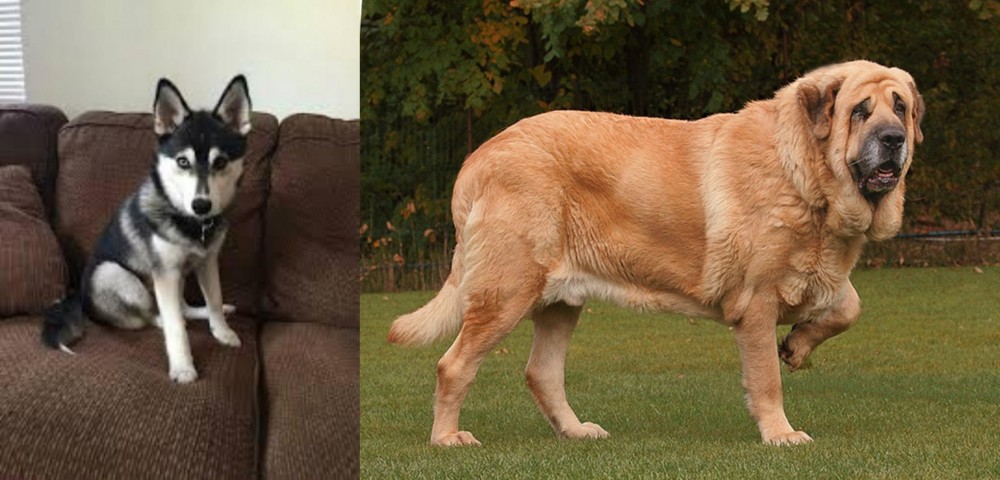 Spanish Mastiff vs Pomsky - Breed Comparison