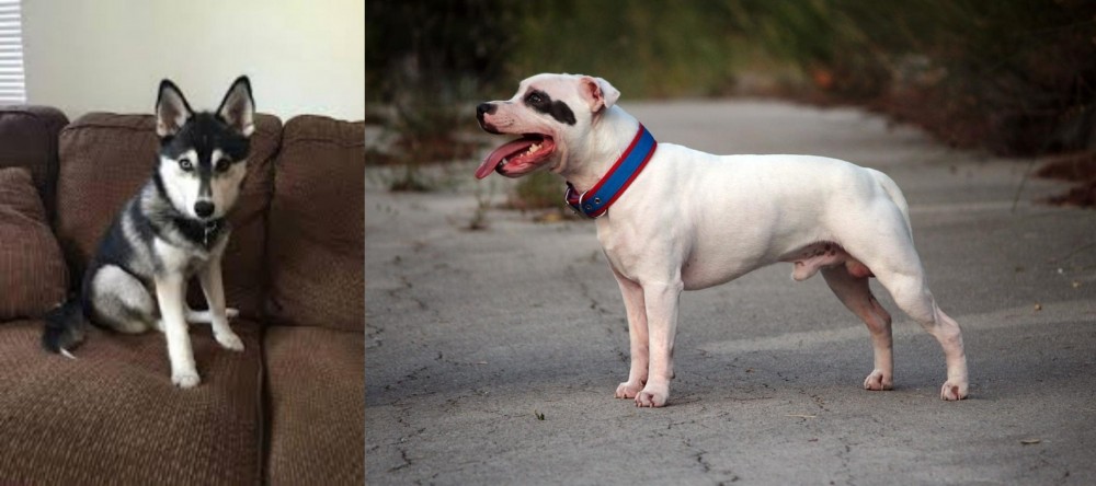 Staffordshire Bull Terrier vs Pomsky - Breed Comparison