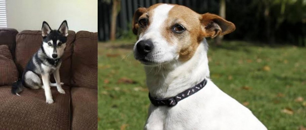 Tenterfield Terrier vs Pomsky - Breed Comparison