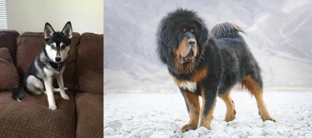 Tibetan Mastiff vs Pomsky - Breed Comparison