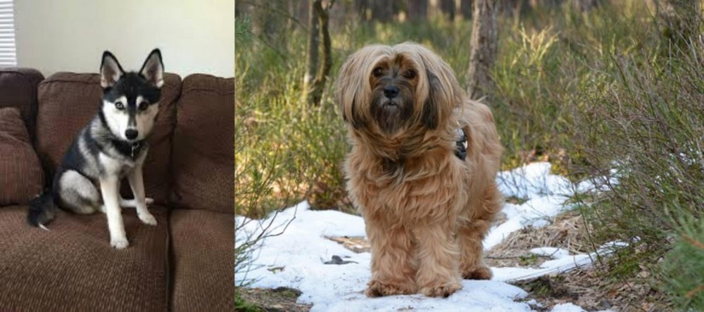 Tibetan Terrier vs Pomsky - Breed Comparison