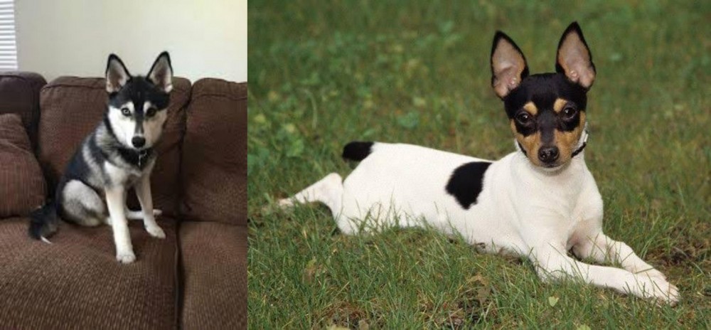 Toy Fox Terrier vs Pomsky - Breed Comparison