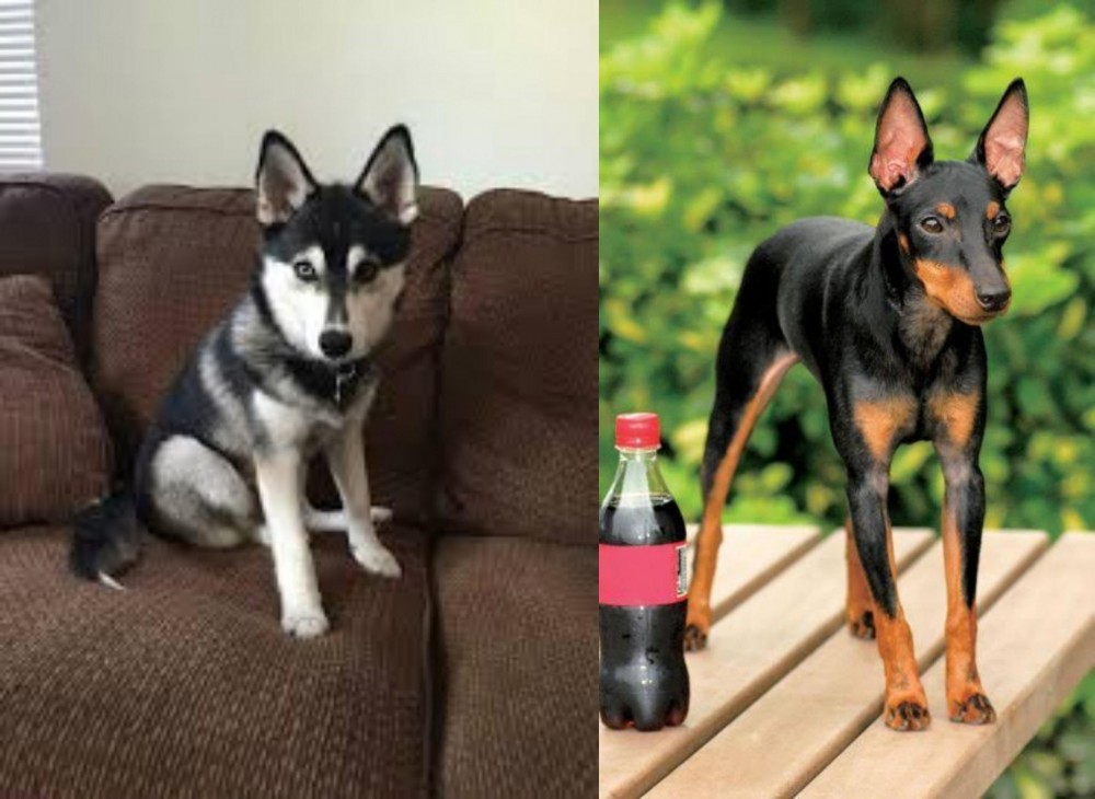 Toy Manchester Terrier vs Pomsky - Breed Comparison