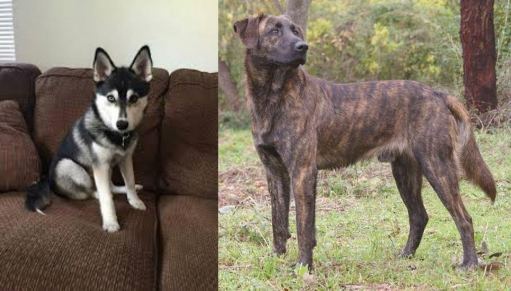 Treeing Tennessee Brindle vs Pomsky - Breed Comparison