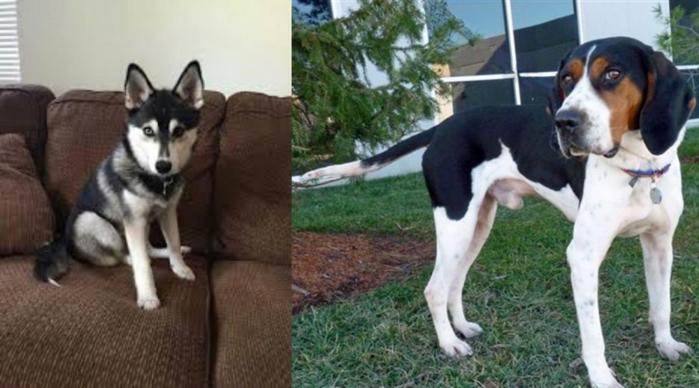 Treeing Walker Coonhound vs Pomsky - Breed Comparison