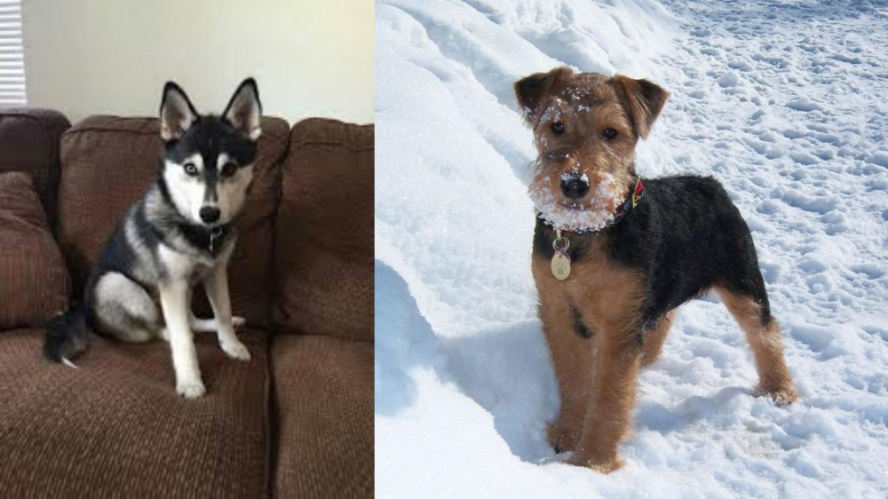 Welsh Terrier vs Pomsky - Breed Comparison