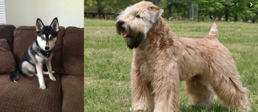 Wheaten Terrier vs Pomsky - Breed Comparison