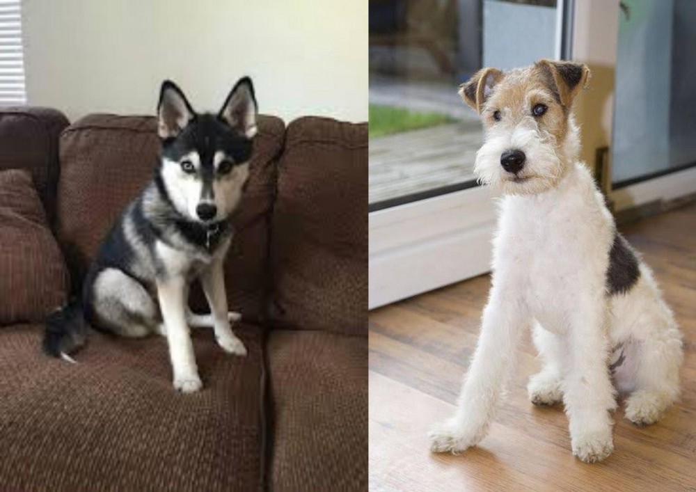 Wire Fox Terrier vs Pomsky - Breed Comparison