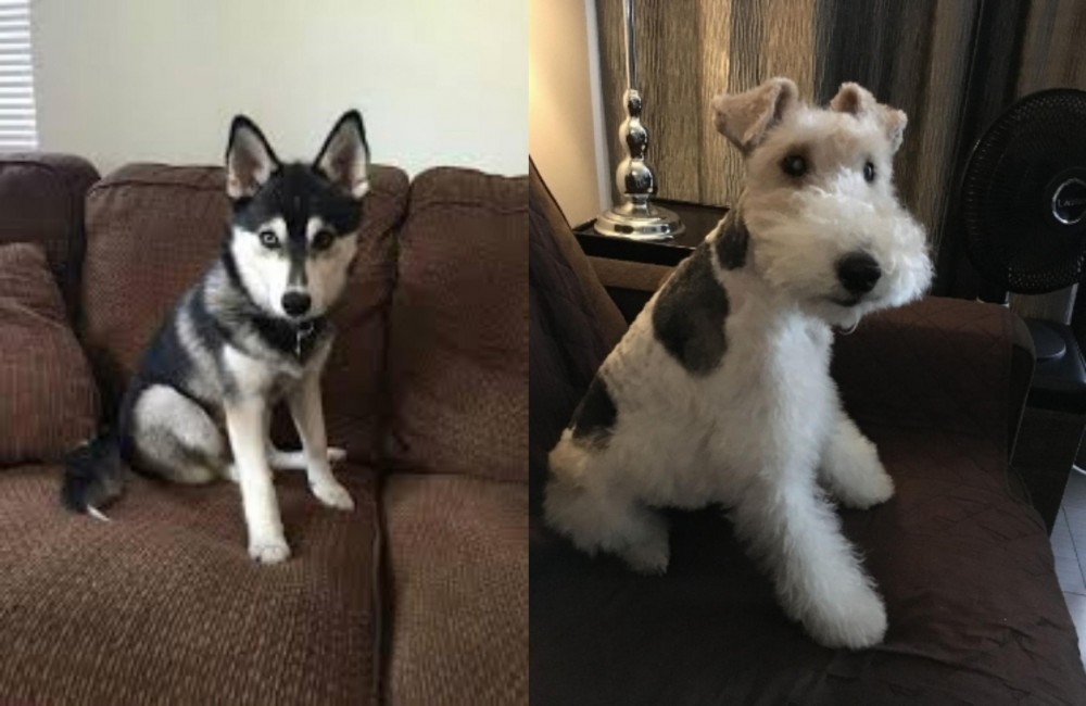 Wire Haired Fox Terrier vs Pomsky - Breed Comparison