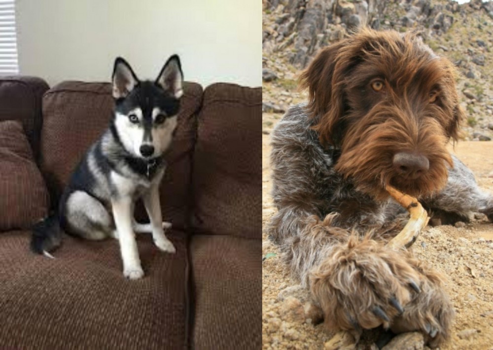 Wirehaired Pointing Griffon vs Pomsky - Breed Comparison